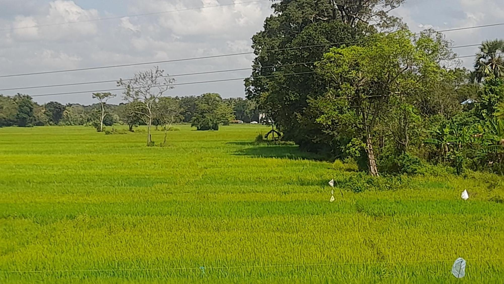 Wild View Stay Хабарана Экстерьер фото