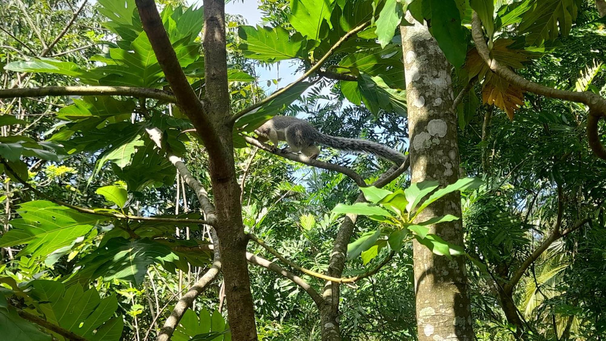 Wild View Stay Хабарана Экстерьер фото
