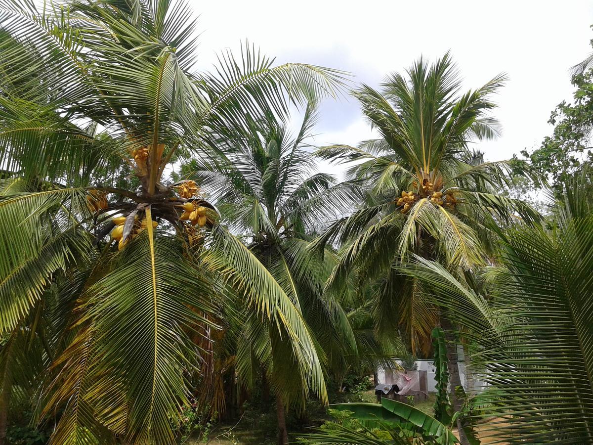 Wild View Stay Хабарана Экстерьер фото